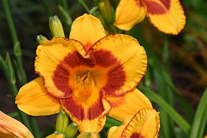 2025-07119513 Tower Hill Botanic Garden, MA